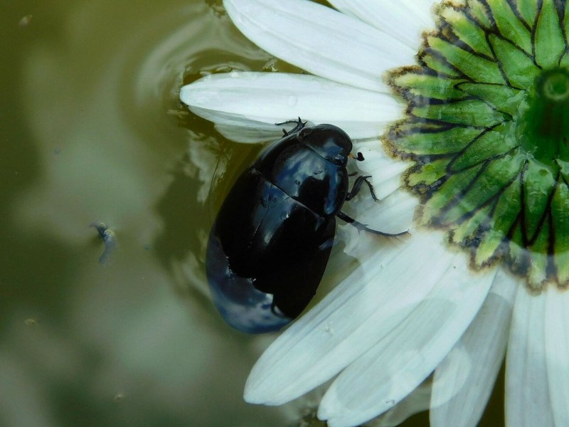 Жук водолюб (Hydrophilidae SP.)