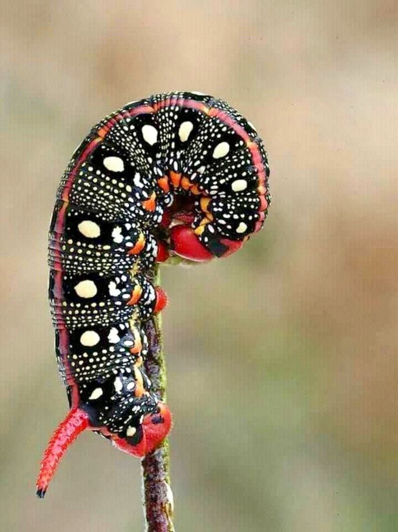 Гусеница бабочки Carthaea saturnioides