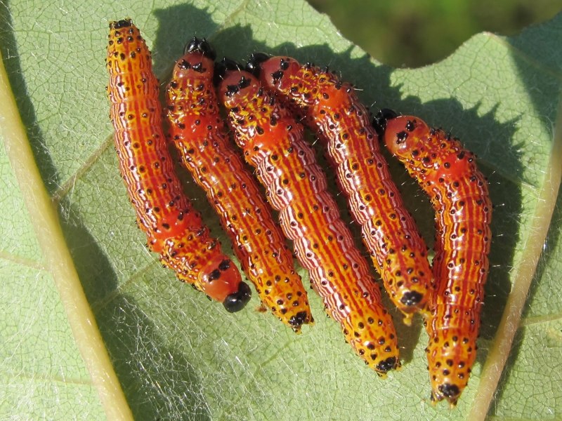 Hyloicus pinastri гусеница