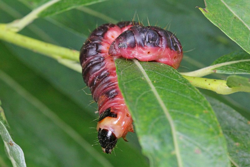 Cossus cossus гусеница