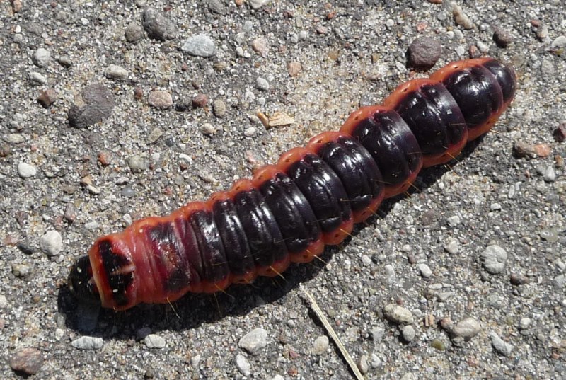 Cossus cossus Larva Caterpillar
