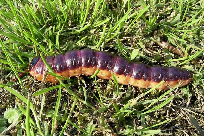 Гусеница бабочки Carthaea saturnioides