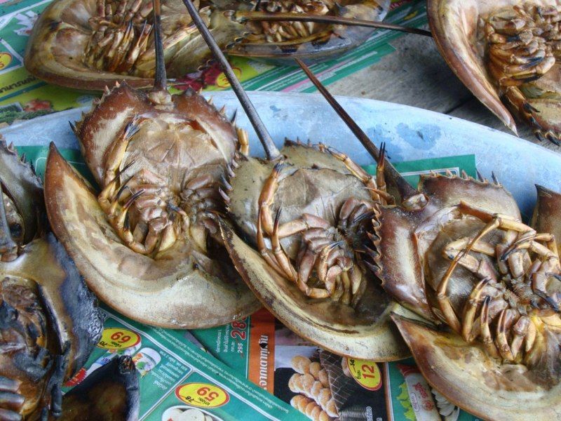 Мечехвост Limulus Polyphemus