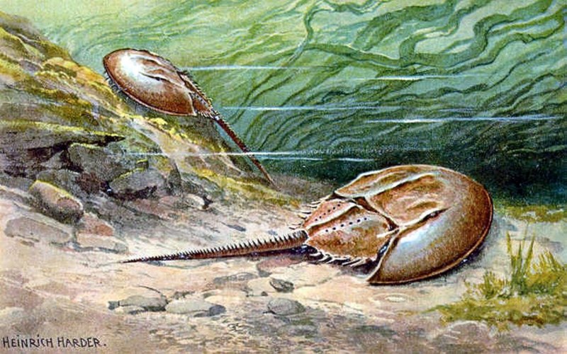 Мечехвост голубая кровь