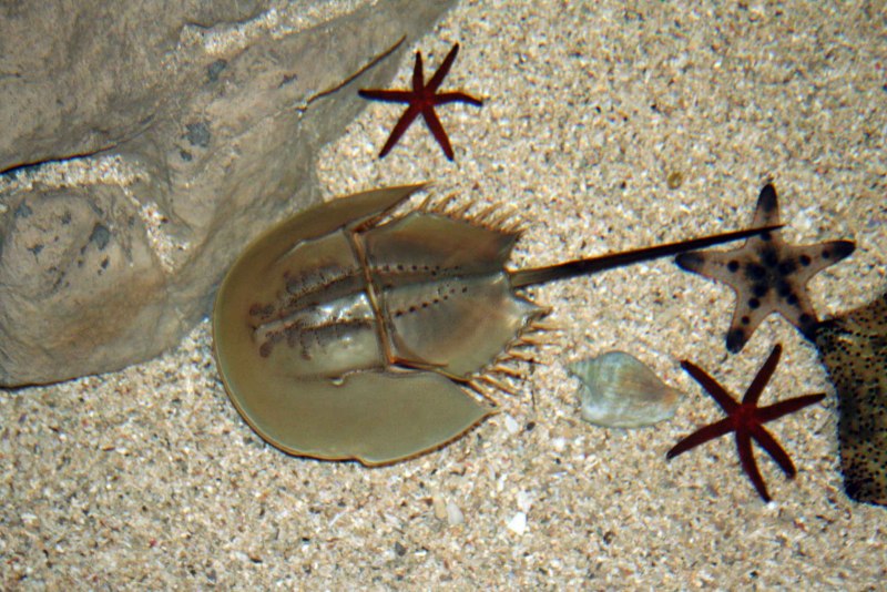 Limulus Polyphemus