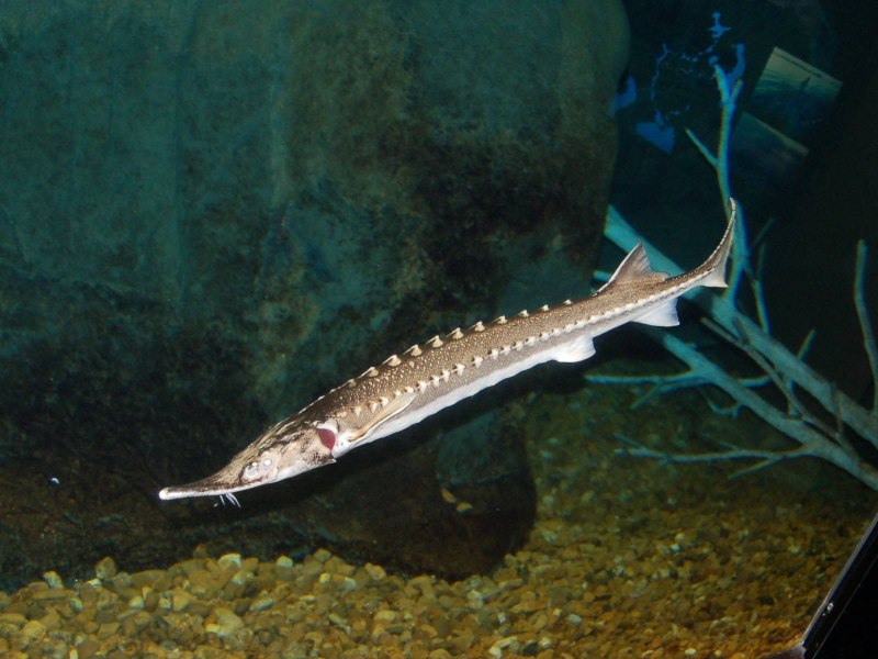 Амударьинский лжелопатонос