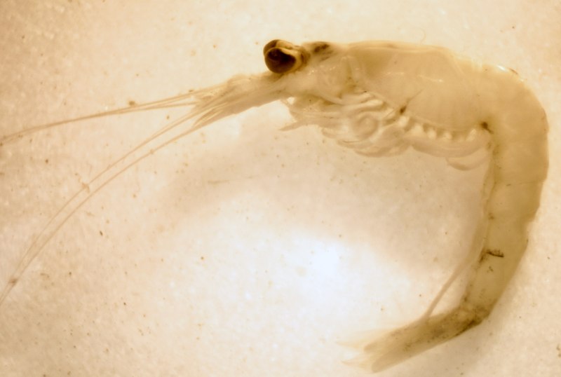 Sturgeon примеры