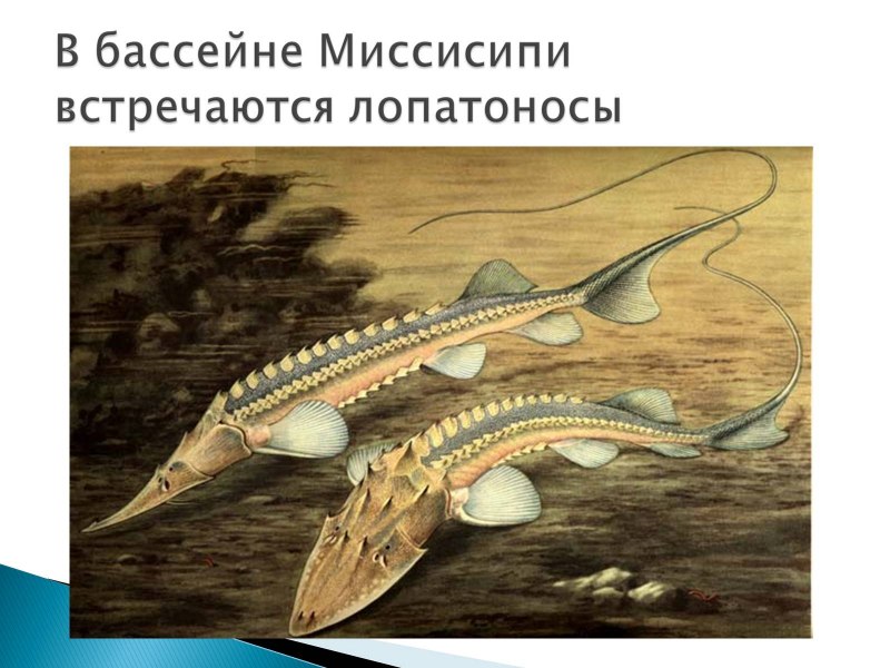 Амударьинский лопатонос рыба