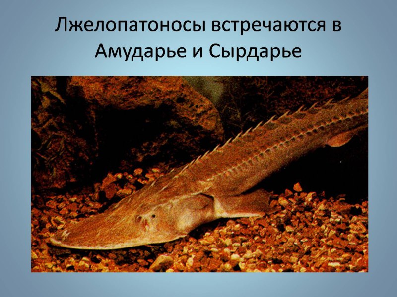 Обыкновенный лопатонос