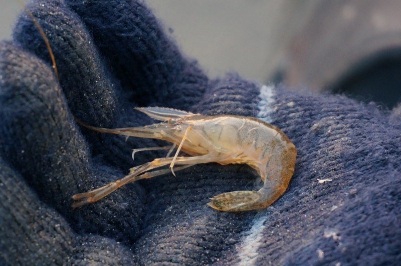 Отряд Осетрообразные - acipenseriformes.