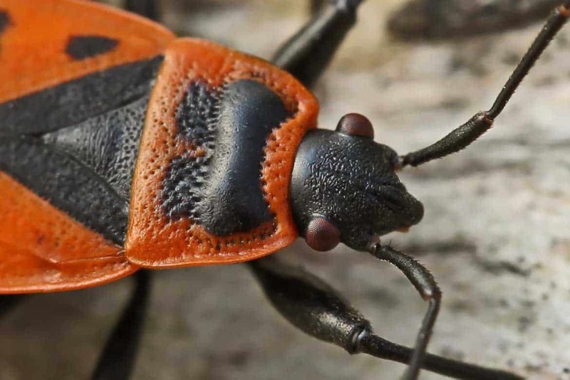 Клоп-солдатик – Pyrrhocoris apterus