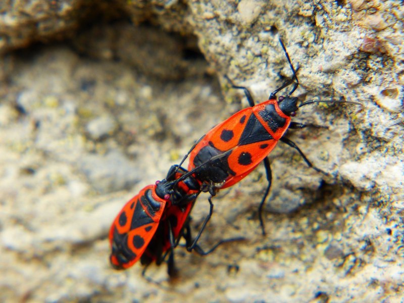 Клоп-солдатик Pyrrhocoris