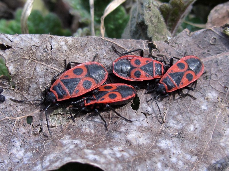Клоп-солдатик Pyrrhocoris