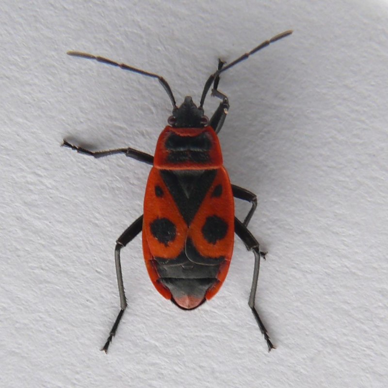 Клоп-солдатик Pyrrhocoris