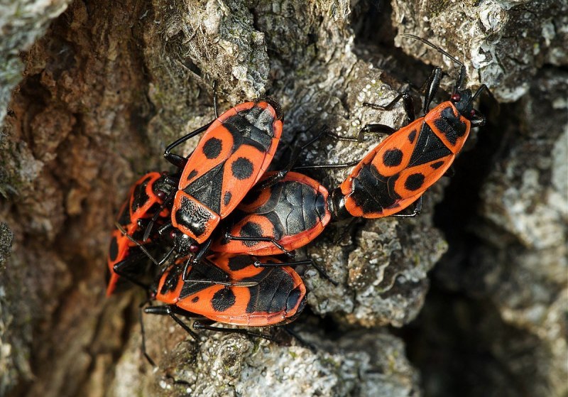 Клоп-солдатик – Pyrrhocoris apterus
