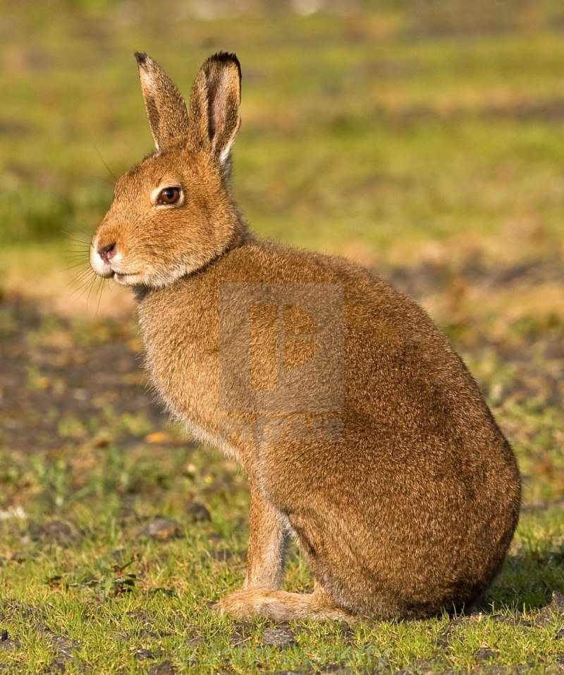 Мире животных зайцы. Беляк и Русак. Lepus flavigularis. Желтоватый заяц. Ирландский заяц.
