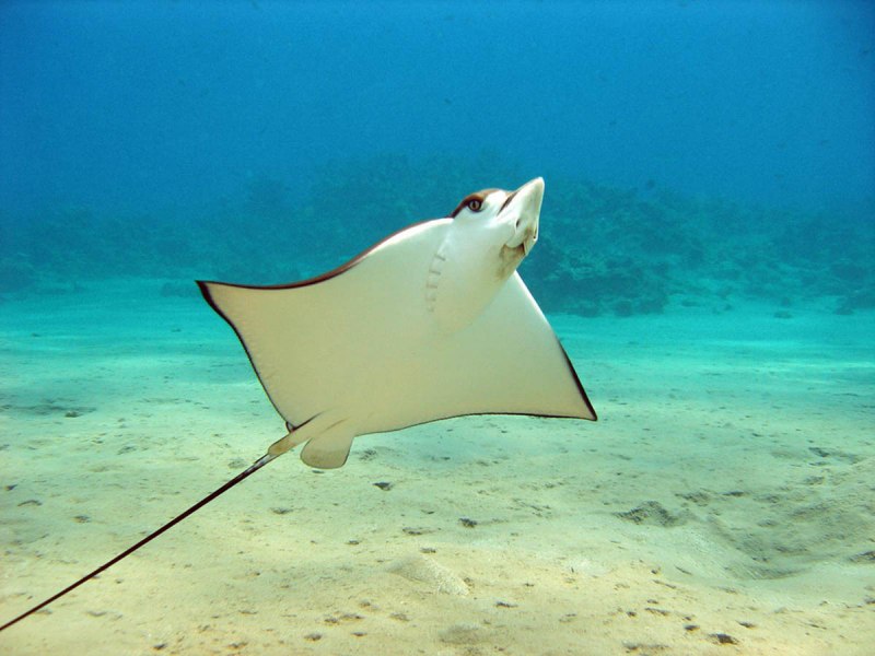 Красное море Скат орляк