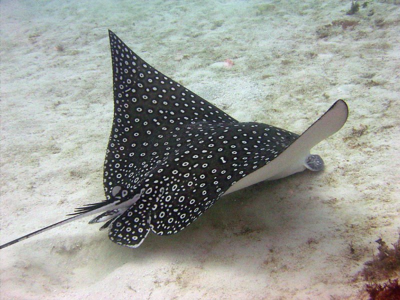 Stingray Fish