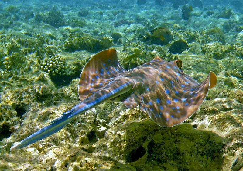 Stingray City Maldives об экскурсии