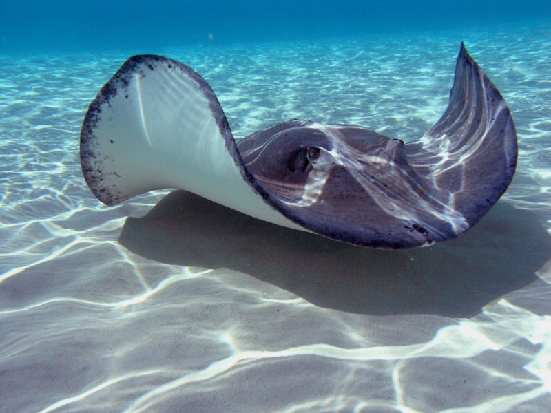 Скат хвостокол черное море