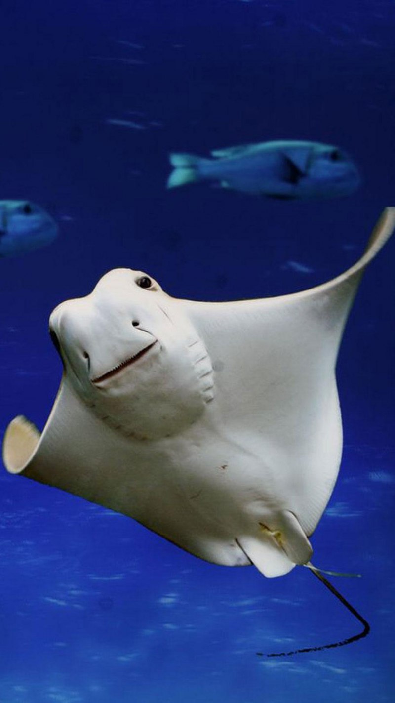 Скат Eagle ray