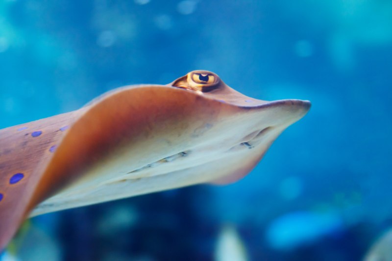 Скат Stingray