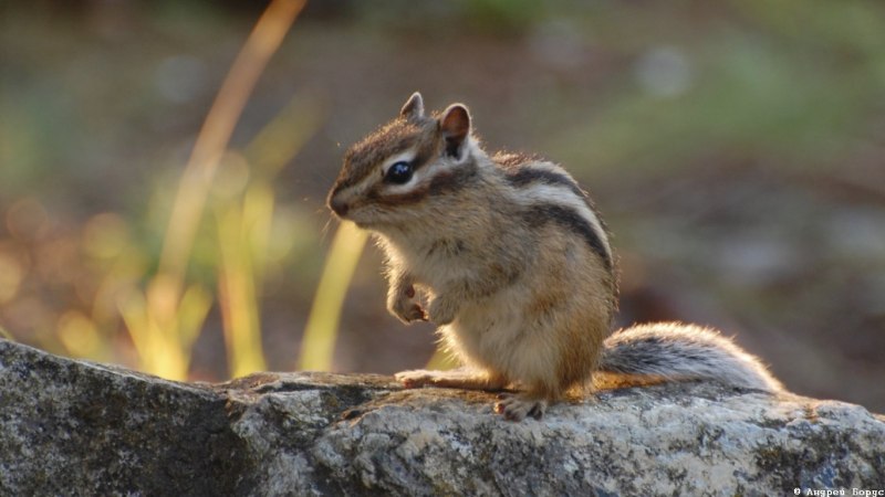 Азиа́тский бурунду́к (Tamias sibiricus)