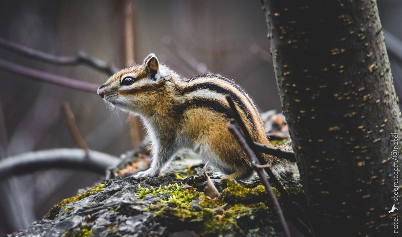 Азиа́тский бурунду́к (Tamias sibiricus)