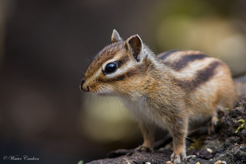 Азиатский бурундук (Tamias sibiricus)