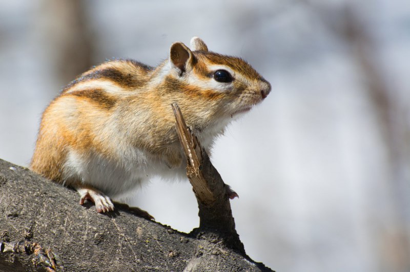 Бурундук Tamias sibiricus