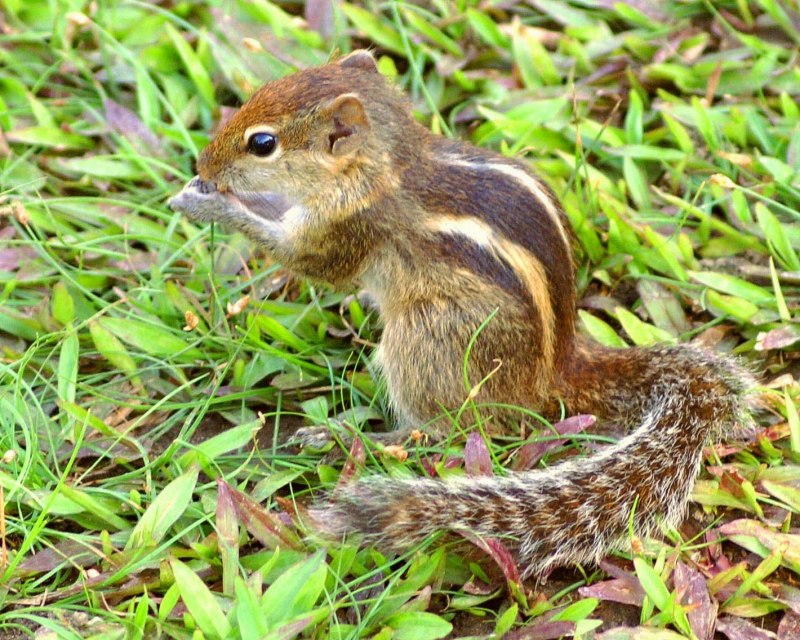 Азиа́тский бурунду́к (Tamias sibiricus)