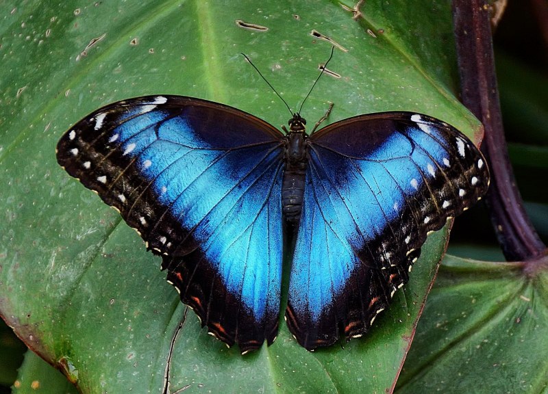 Morpho peleides