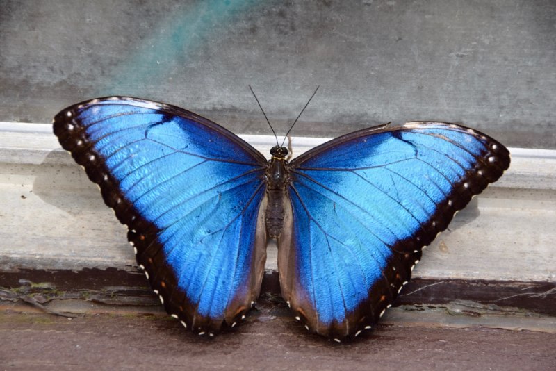 Morpho peleides бабочка