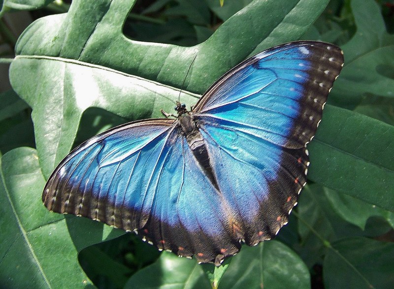 Голубая тропическая бабочка (59 фото)