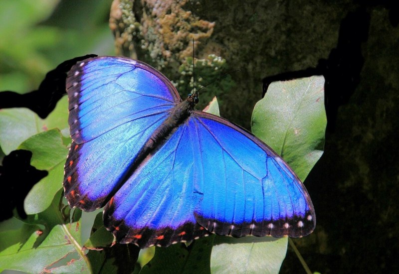 Morpho аматонте
