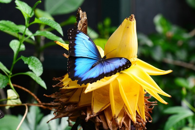 Morpho peleides бабочка