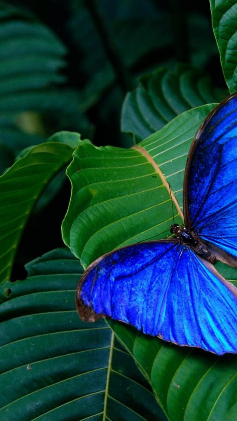 Голубой Морфо (Blue Morpho)
