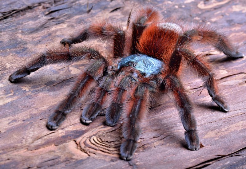 Caribena versicolor