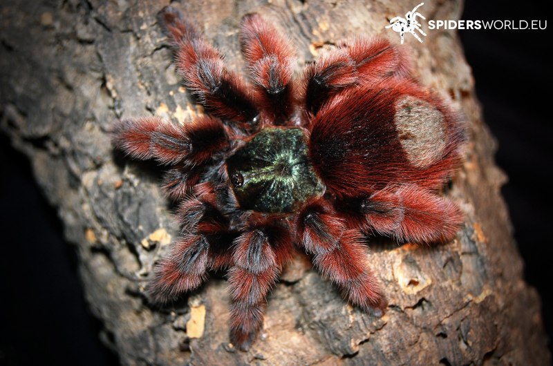 Паук Avicularia versicolor