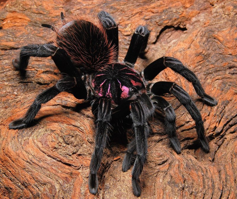 Xenesthis immanis
