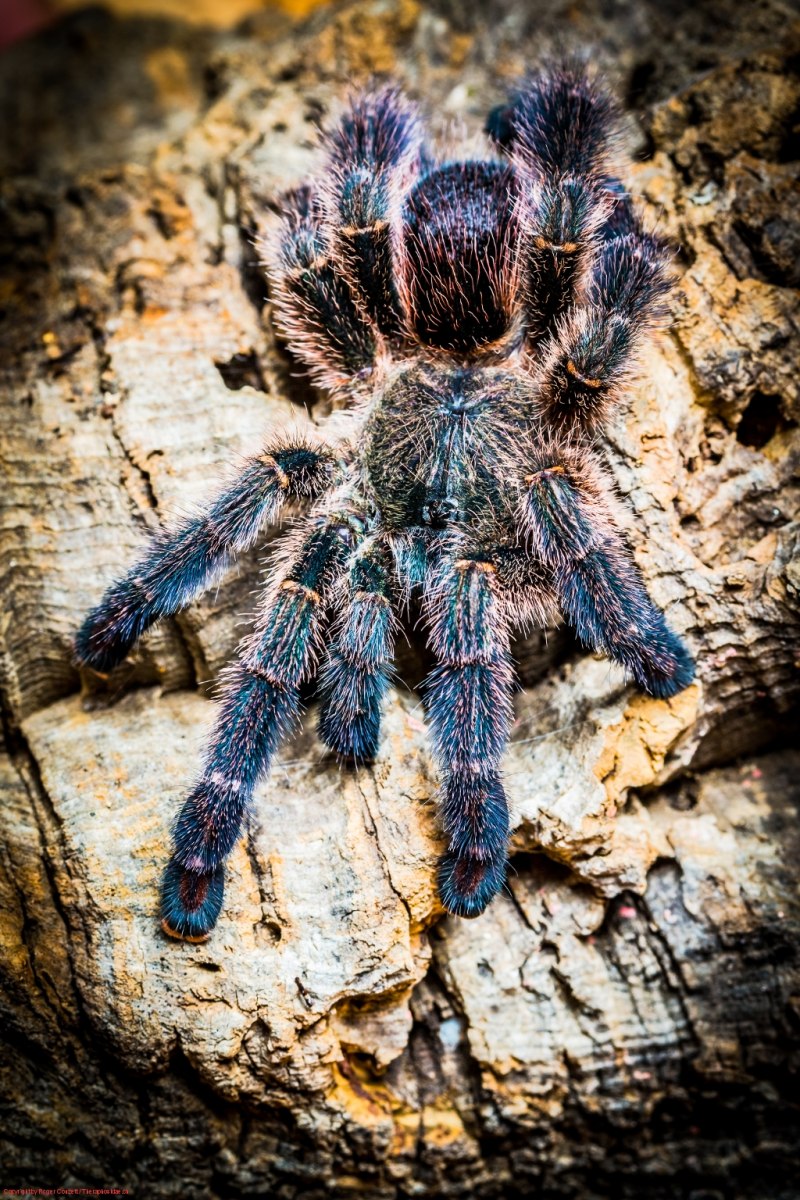 Avicularia diversipes