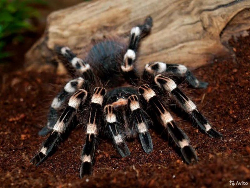 Паук Acanthoscurria geniculata
