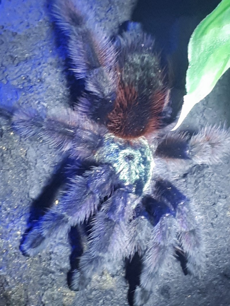 Caribena (Avicularia )