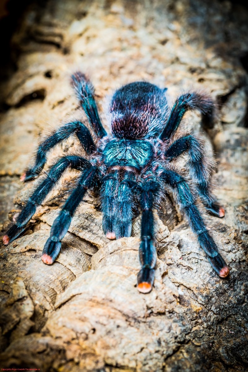 Avicularia azuraklaasi
