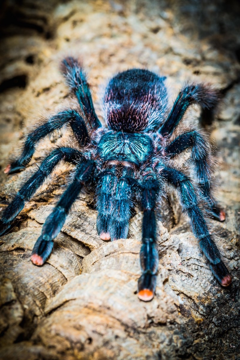 Паук Avicularia Geroldi