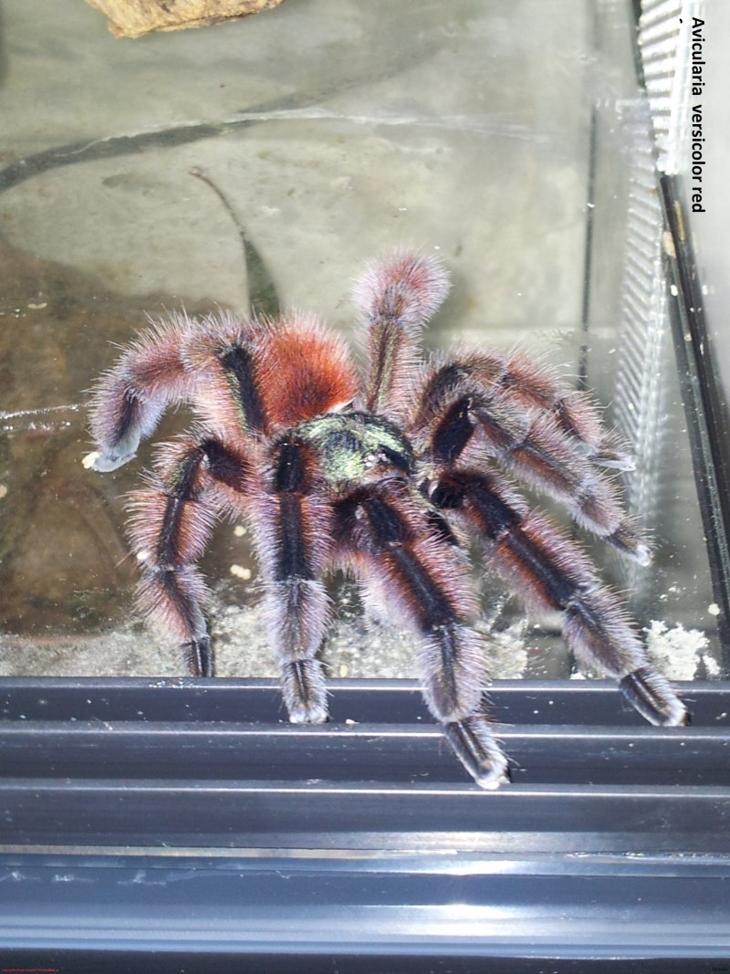 Caribena (ex. Avicularia) Laeta