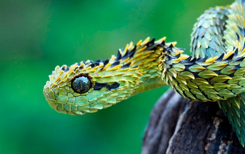 Pantherophis guttatus