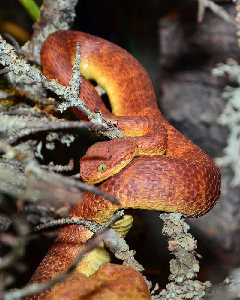 Обыкновенная гадюка (Vipera berus)
