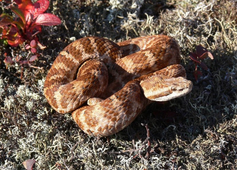 Boiga irregularis