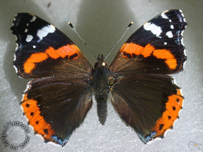 Адмирал (Vanessa Atalanta)